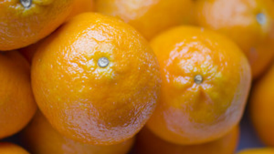 Uskoro gotovo projekt brenda neretvanske mandarine