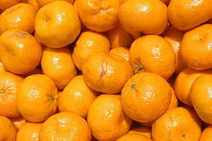 Lijepljenjem "markica" u berbu mandarina