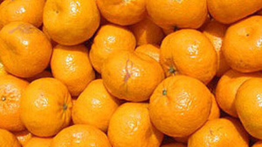 Lijepljenjem "markica" u berbu mandarina