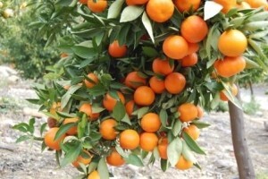 Reuters: Nuklearna tehnologija štiti neretvanske mandarine