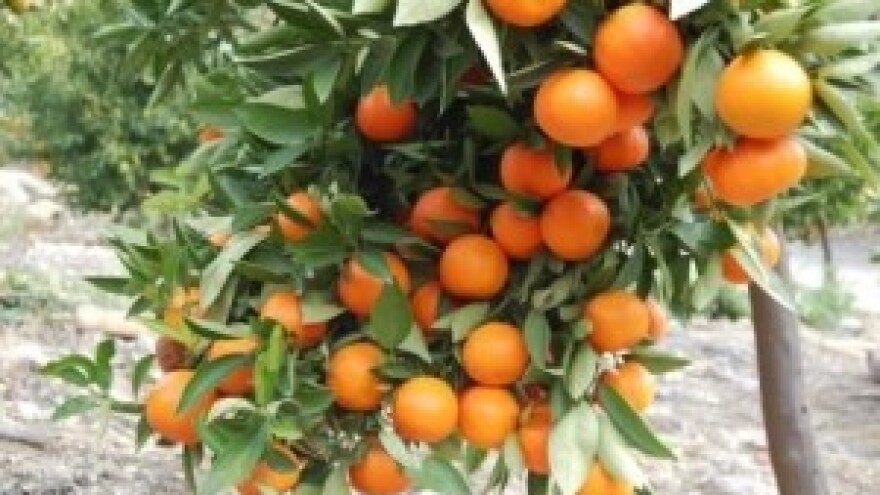 Reuters: Nuklearna tehnologija štiti neretvanske mandarine