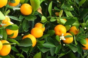 Urode mandarina obranili - atomskom energijom!