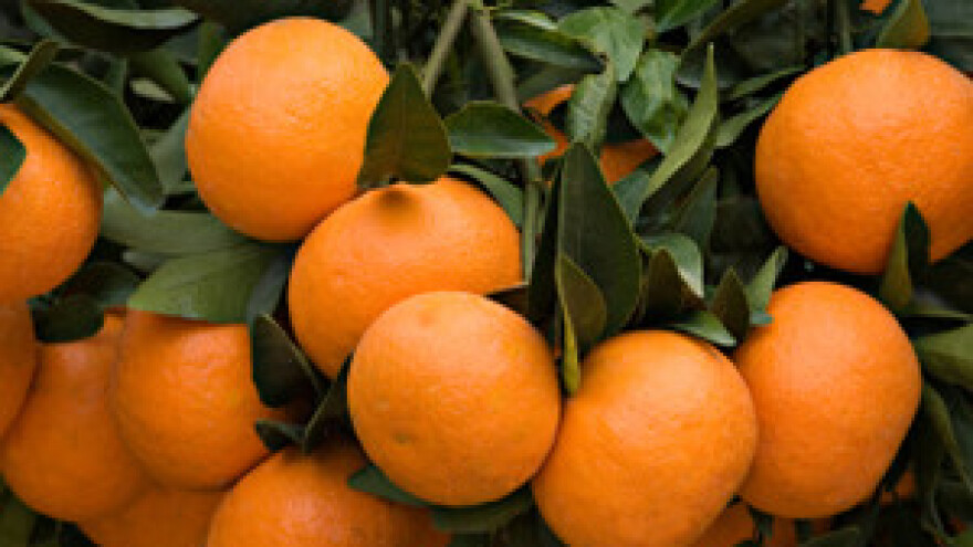 Panika na Neretvi: "sterilni" kukci s domaćom muhom stvaraju mutante