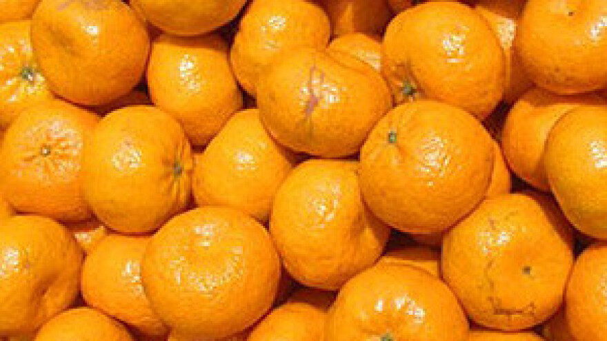 Stao otkup mandarina u dolini Neretve