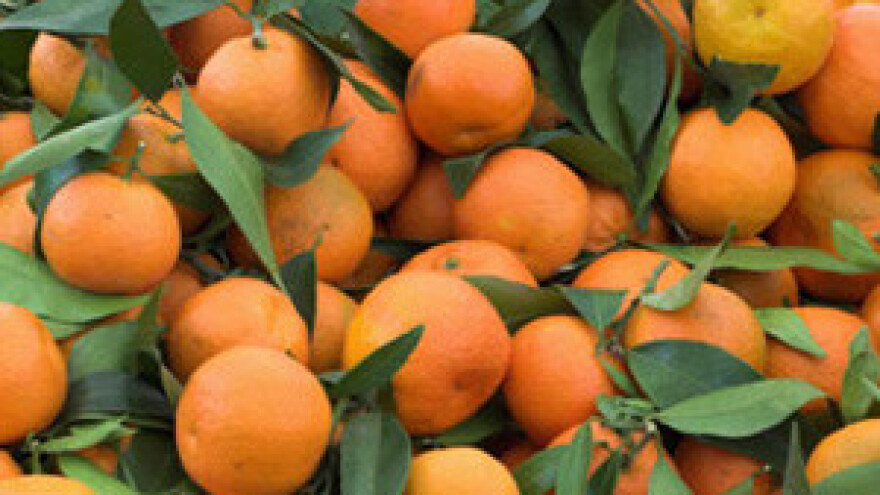 Vlada pokazala razumijevanje, obitelji smiju zajedno brati mandarine