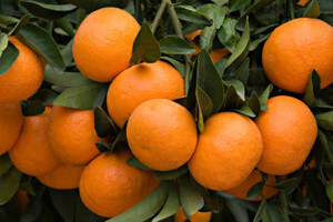 Krivotvorili dokumentaciju za otkupljene mandarine