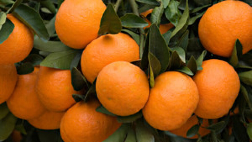 Krivotvorili dokumentaciju za otkupljene mandarine