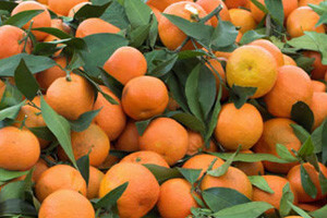 Do 31.12.2012. podnošenje prijava za sufinanciranje otkupa mandarina