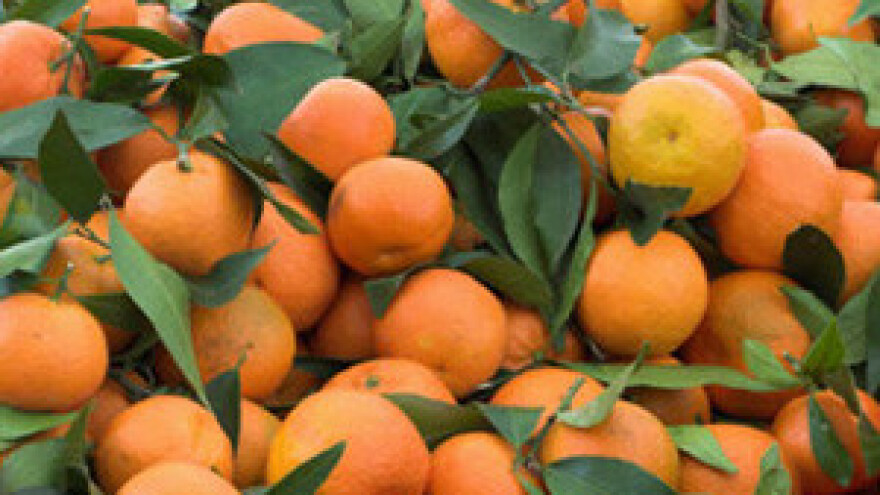 Do 31.12.2012. podnošenje prijava za sufinanciranje otkupa mandarina