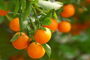 Urod mandarina prepolovljen
