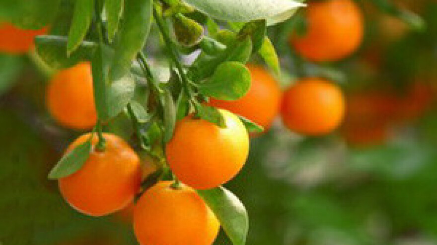 Urod mandarina prepolovljen
