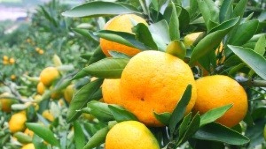 Poljoprivredno zemljište za najam - poligon za politička prepucavanja