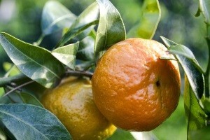 Njega mladog nasada mandarina