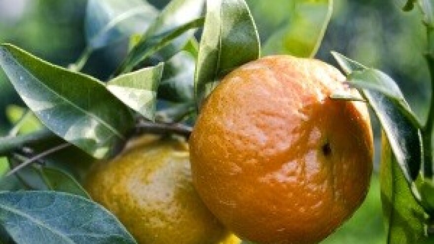 Njega mladog nasada mandarina