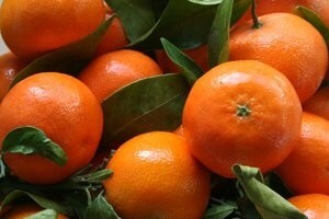 Mandarine - svijetla točka izvoza