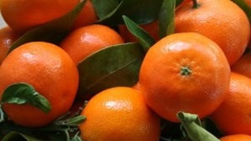 Mandarine - svijetla točka izvoza