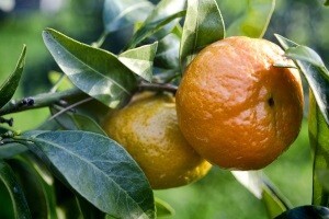 Kriteriji za određivanje početka berbe mandarina