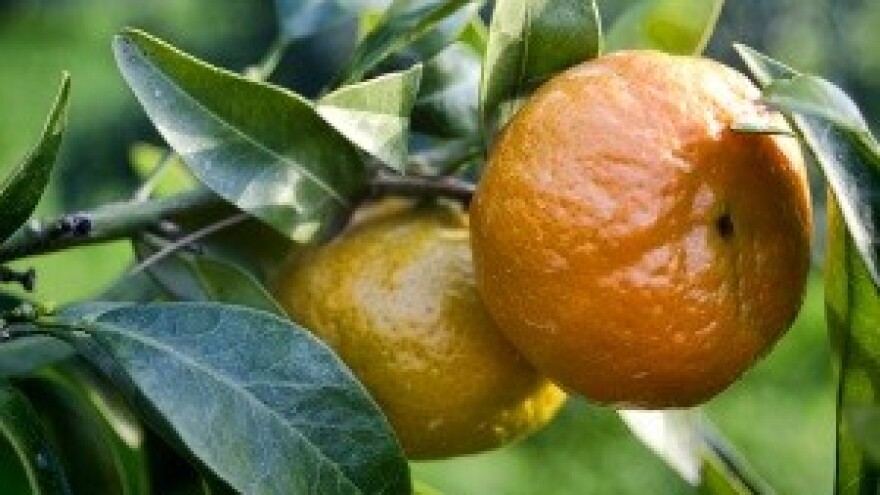 Kriteriji za određivanje početka berbe mandarina