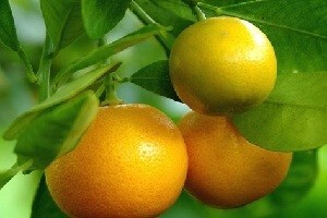 Berba ranih sorata mandarina