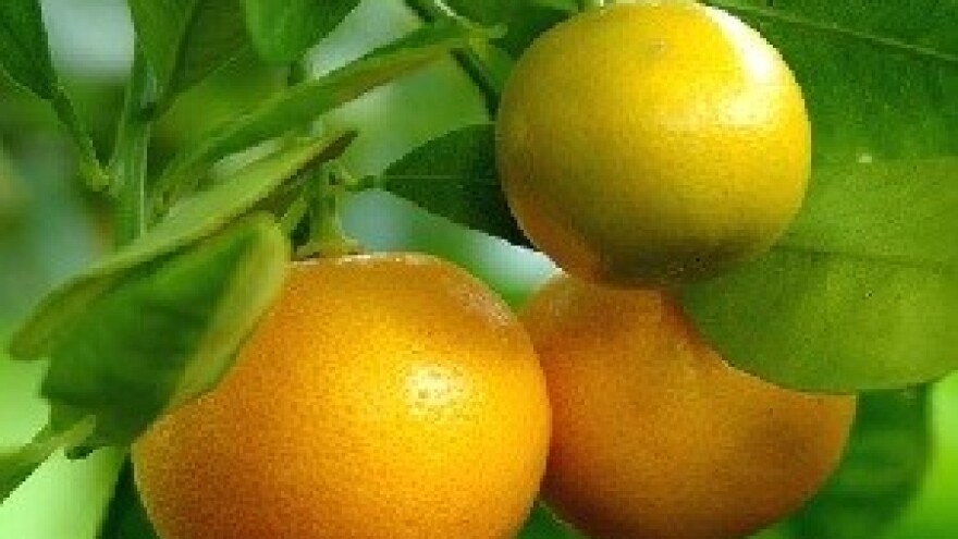 Berba ranih sorata mandarina