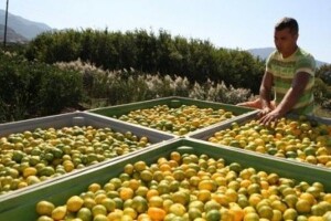 Za neprodane mandarine i jabuke 20 mil. kn