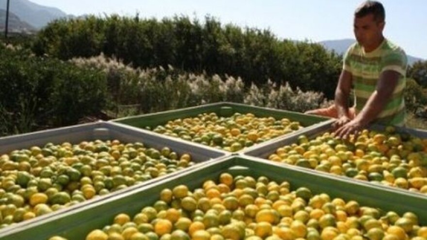 Za neprodane mandarine i jabuke 20 mil. kn