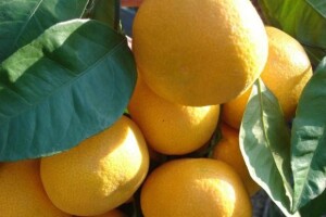 Zaštitna cijena mandarina 2.8 kuna