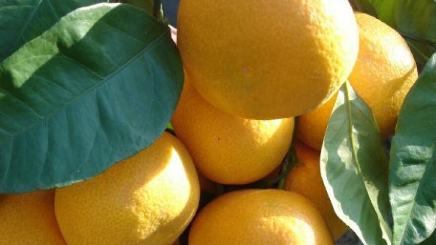 Zaštitna cijena mandarina 2.8 kuna