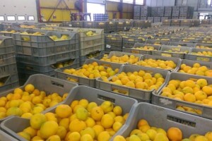 Potpore za 321 proizvođača jabuka i mandarina!
