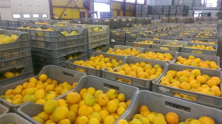 Potpore za 321 proizvođača jabuka i mandarina!