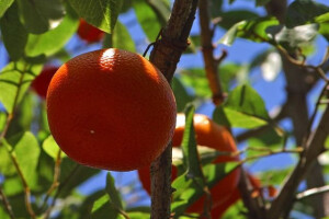 Voćarima EU potpore zbog ruskog embarga