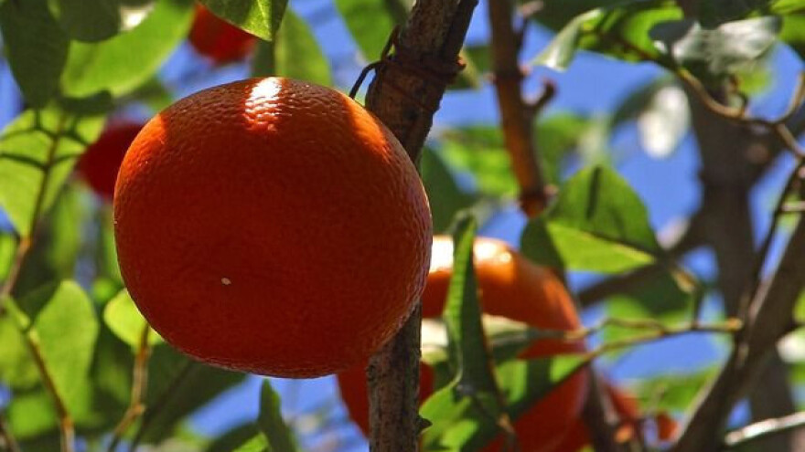 Voćarima EU potpore zbog ruskog embarga