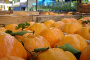 Prve mandarine i do 12 kuna