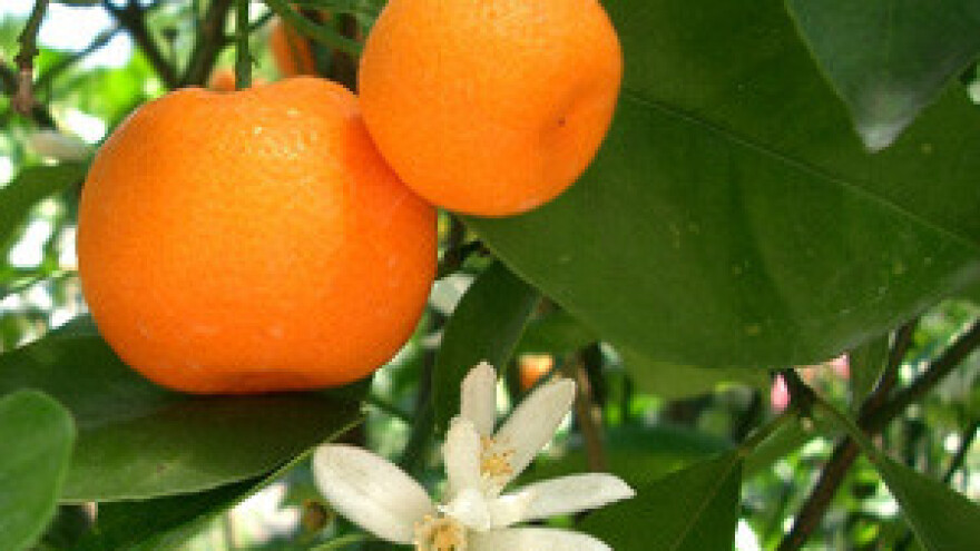 Voće i povrće za jugoistočnu Europu