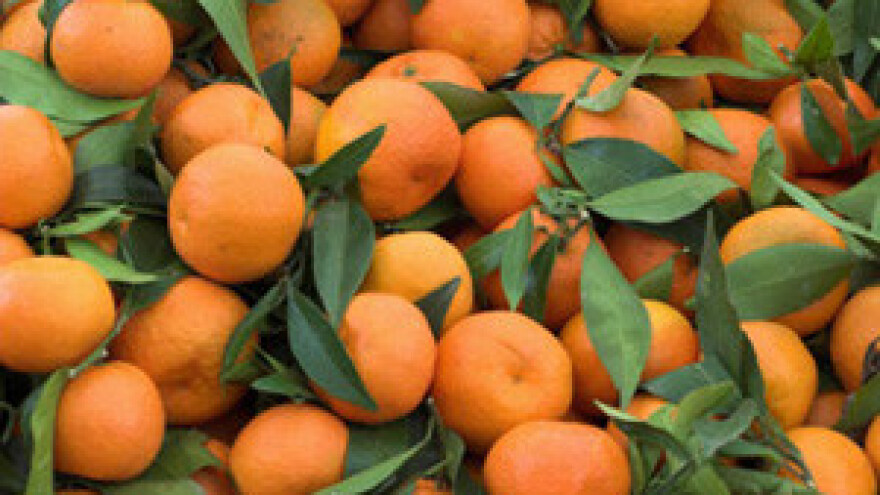 Dani mandarina u Opuzenu