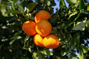 Što donosi Nacrt prijedloga Programa potpore za proizvođače mandarina?