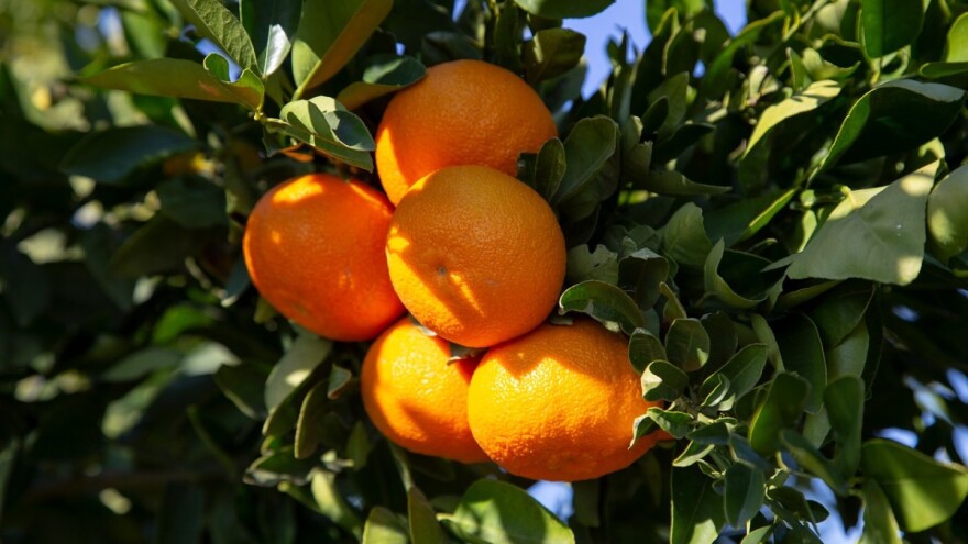 Što donosi Nacrt prijedloga Programa potpore za proizvođače mandarina?