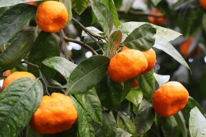 AZTN pokrenuo postupke protiv otkupljivača mandarina Fragaria Neretve, Filipa i Setovia voća