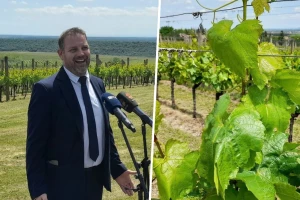 AdaptVitis: Projekt koji će dati rješenja za prilagodbu vinove loze klimatskim promjenama