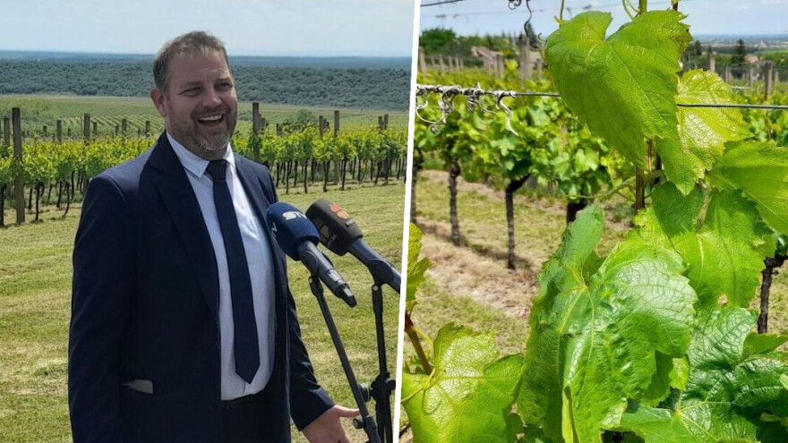 AdaptVitis: Projekt koji će dati rješenja za prilagodbu vinove loze klimatskim promjenama