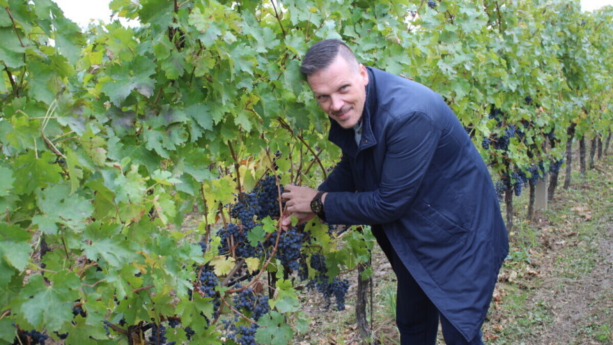 Ubrani zadnji grozdovi: Godina bila izvrsna, no ne bez izazova