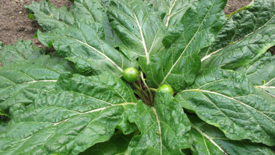 U špinatu pronašli halucinogenu mandragoru