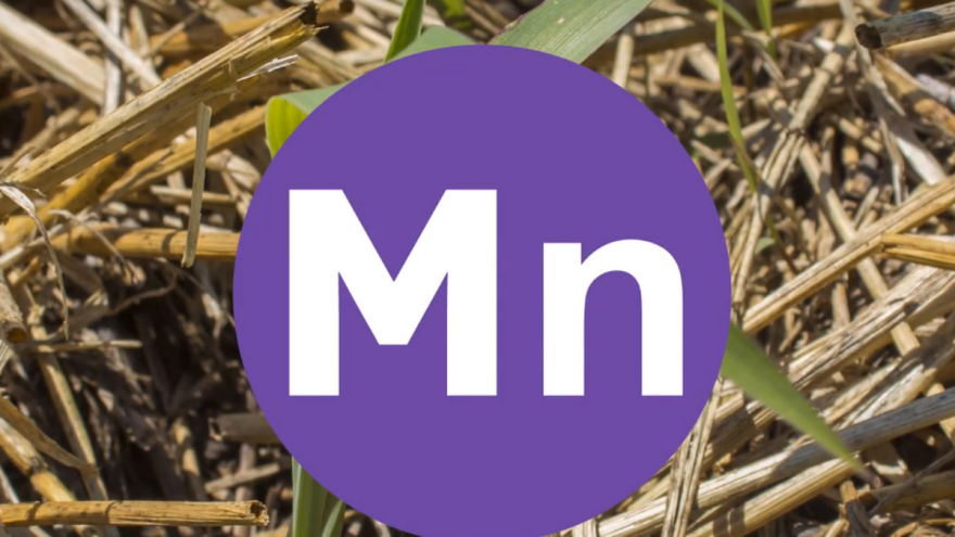 Mangan ubrzava klijanje i nicanje