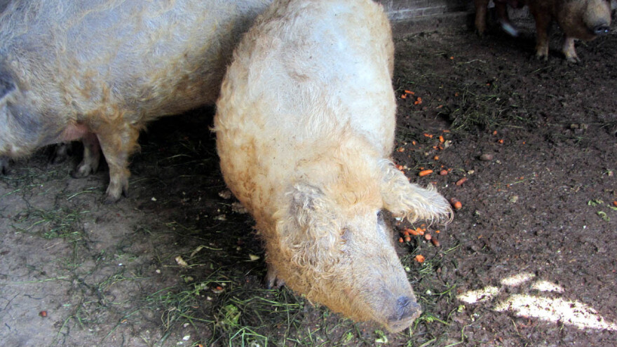 Raste interesovanje za domaćim rasama svinja, ali ih i dalje malo ima