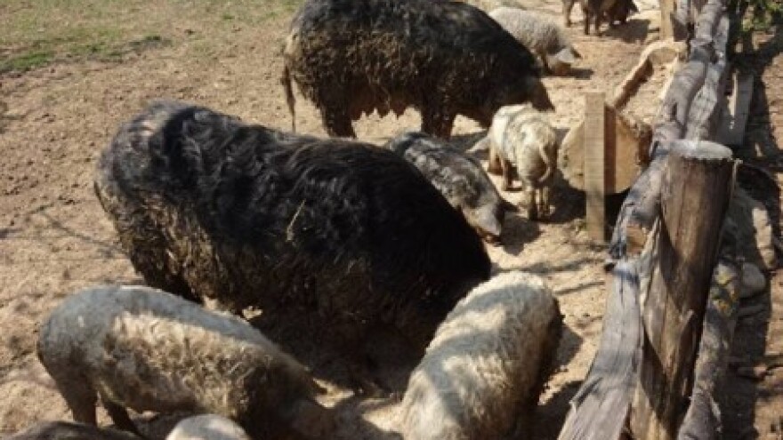 Europljani čeznu za mesom mangulice