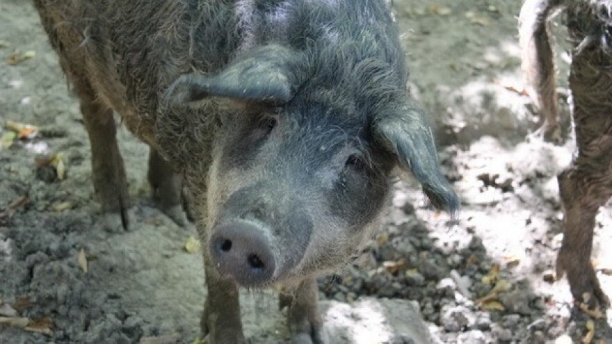 OPG Orlov put - pioniri ekološkog stočarenja!