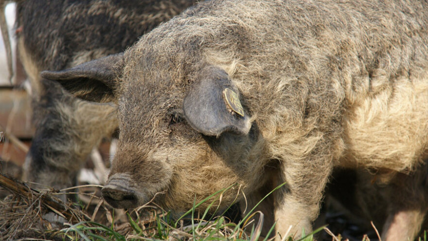 U Beču uzgajaju svinje mangulice, organske smokve i čili