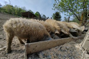 Apel svinjogojaca: Autohtone i tradicionalne pasmine ne mogu opstati u zatvorenom prostoru!