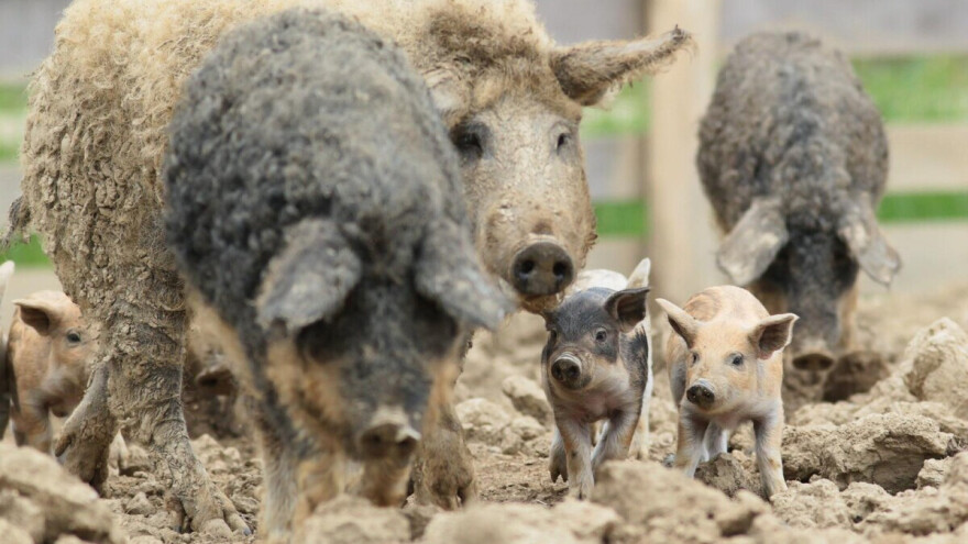 Joca Ilić gaji svinje mangulice: Mast i slanina, ali i "prženica" kao poseban vranjski delikates