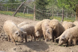 Afrička svinjska kuga potvrđena je na farmi mangulica, eutanazirano 81 grlo